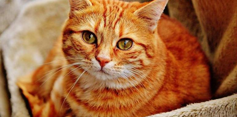 El primer gato infectado con SARS-CoV-2 en España falleció por una patología grave