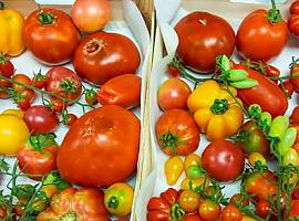 Científicos españoles buscan recuperar el sabor de los tomates