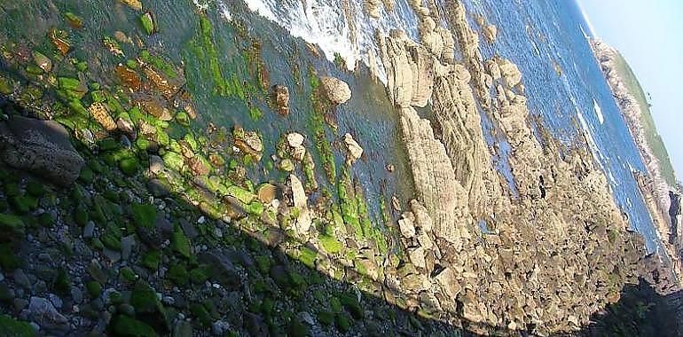 Asturias prohibe indefinidamente el arranque de oricios ante el agotamiento de la especie