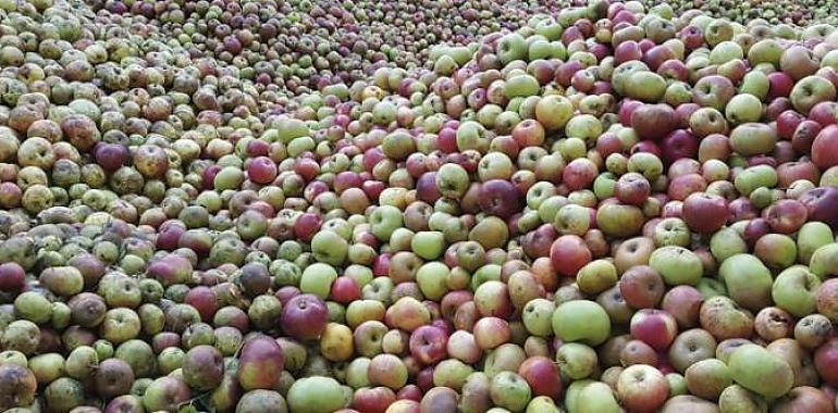 40.460 euros de ayuda a la Organización de Productores de Frutas y Hortalizas de Campoastur