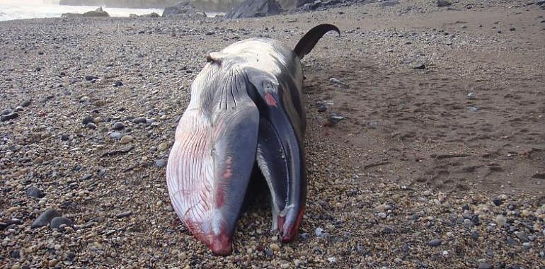La autopsia del rorcual varado en Ribadesella ayudará a investigar la creciente mortalidad de cetáceos