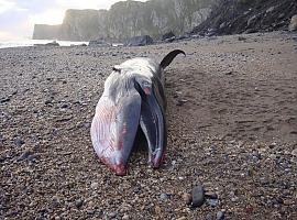 La autopsia del rorcual varado en Ribadesella ayudará a investigar la creciente mortalidad de cetáceos