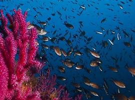 Asturias impulsa la protecciòn de los espacios y especies marinas en España