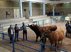 La ganadería roxa muestra su esplendor en Cangas del Narcea