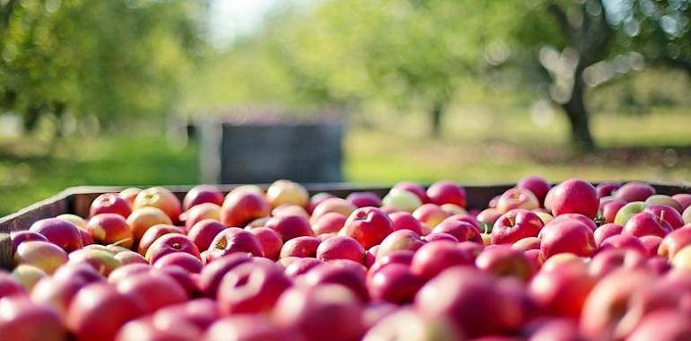 La producción ecológica en Asturias crece por encima de la media española