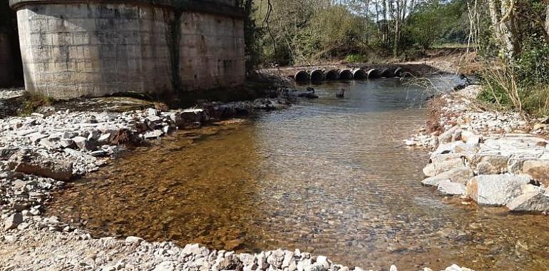 Ecologistas denuncian obras dañosas para los pocos salmones del Esva