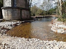 Ecologistas denuncian obras dañosas para los pocos salmones del Esva