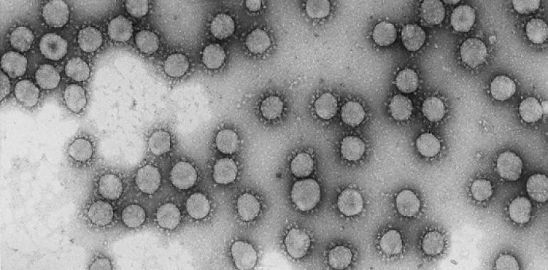 Un solo genotipo del coronavirus generó el 60% de los casos en marzo
