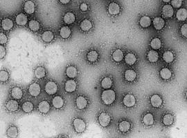 Un solo genotipo del coronavirus generó el 60% de los casos en marzo