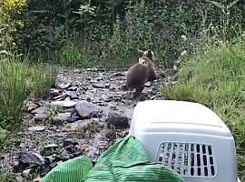 Endriga, la osina salvada en Somiedo, cura sus heridas en AniCura, en Oviedo