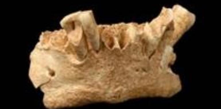 Posibilidad de una nueva especie de homínidos en Atapuerca