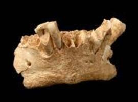 Posibilidad de una nueva especie de homínidos en Atapuerca