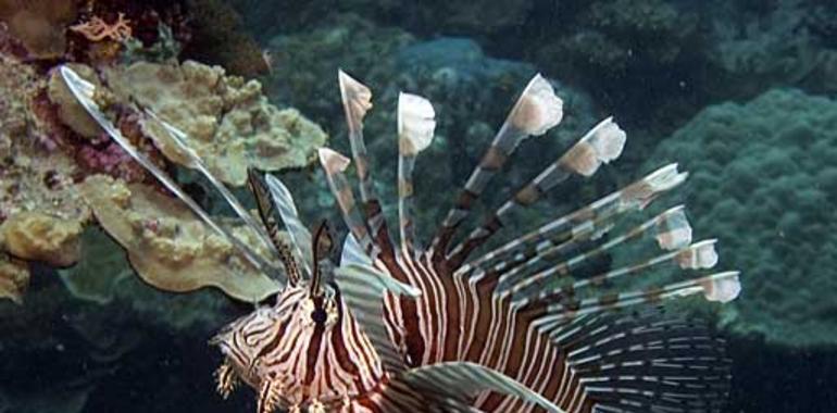 El Acuario acoge el curso “Peces de acuario”