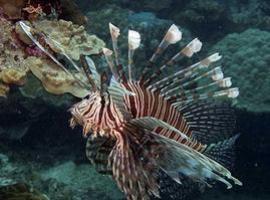 El Acuario acoge el curso “Peces de acuario”