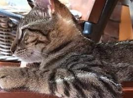 Los servicios veterinarios se siguen prestando durante el estado de alarma 