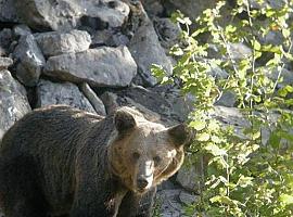 Fundaciòn Oso Asturias aumenta efectivos ante al áuge del turismo de naturaleza