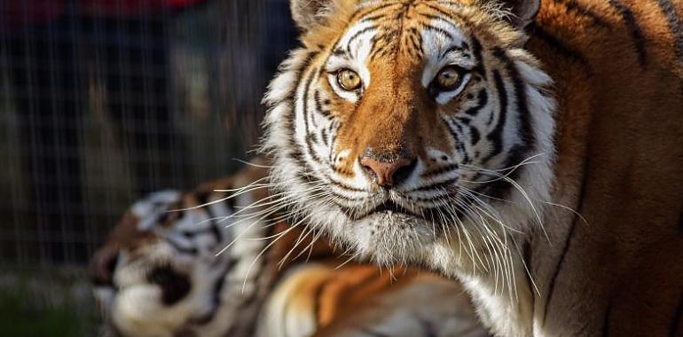 El zoo de Oviedo abre de nuevo sus puertas al publico 
