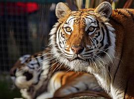 El zoo de Oviedo abre de nuevo sus puertas al publico 