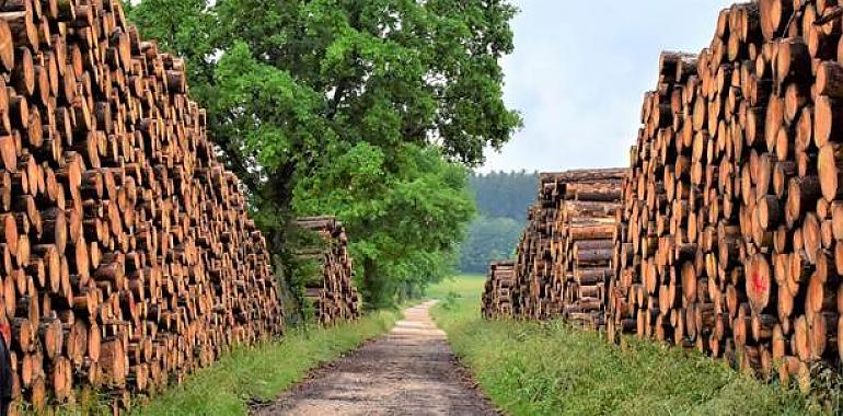 El CSIC patenta una ‘superenzima’ que disminuye la contaminación producida por la industria papelera