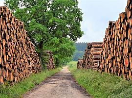 El CSIC patenta una ‘superenzima’ que disminuye la contaminación producida por la industria papelera