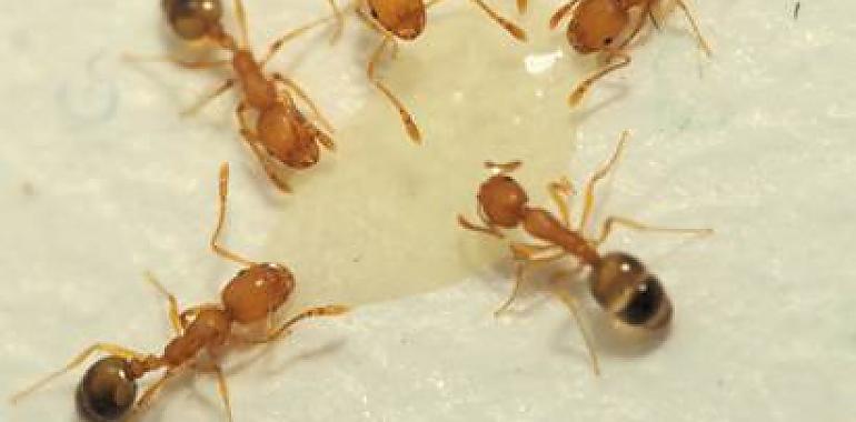 Las hormigas faraón inspiran un algoritmo aplicable en la búsqueda de fármacos