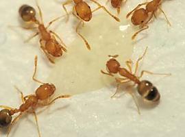 Las hormigas faraón inspiran un algoritmo aplicable en la búsqueda de fármacos