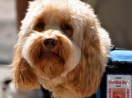  Las personas con discapacidad podrán ir con su perro de asistencia en cualquier espacio público en Asturias