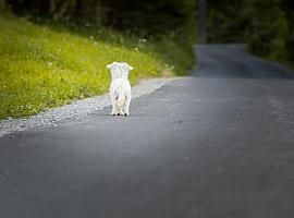 El Ayuntamiento de Oviedo se compromete a continuar con el programa de voluntariado del Albergue de animales 