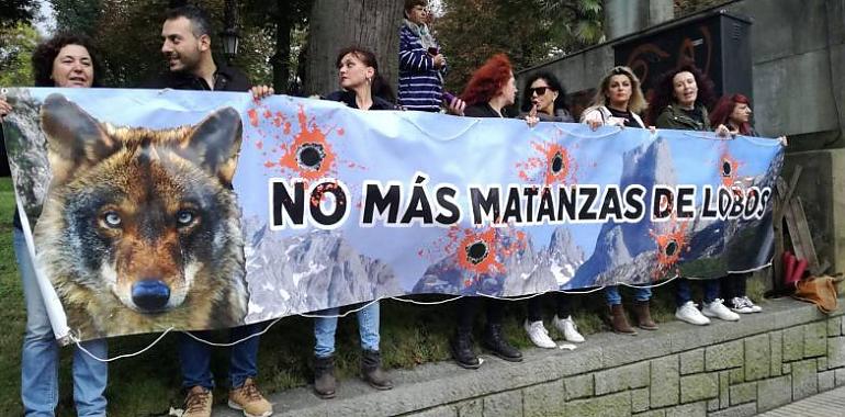 Ecologistas rechazan nuevas matanzas de lobos en Asturias