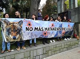 Ecologistas rechazan nuevas matanzas de lobos en Asturias
