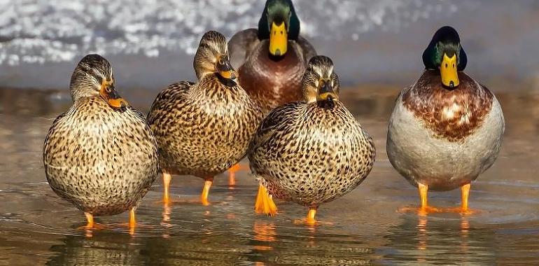 Un dispositivo de 150 personas participará en la elaboración del censo anual de aves acuáticas invernante