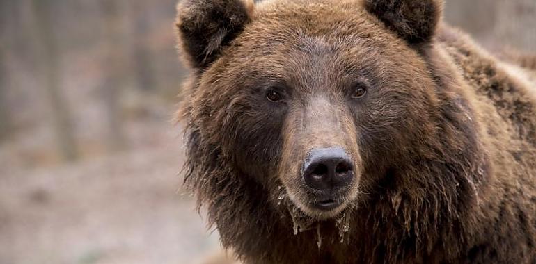 La FOA promueve una red europea de cooperación para la rehabilitación  de osos pardos 
