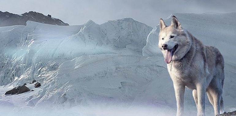 Conociendo al perro lobo