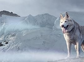 Conociendo al perro lobo