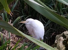 Un pájaro carpintero y una garcilla acogidas en el Zoo El Bosque