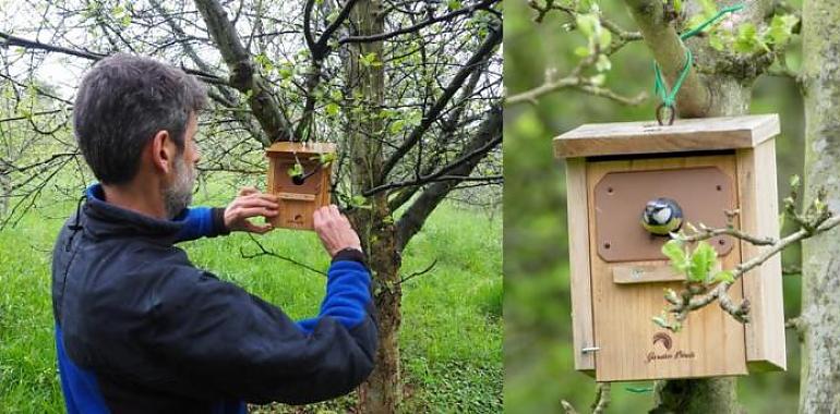 La instalación de cajas nido para aves mejora el control de plagas en los cultivos de manzano de sidra