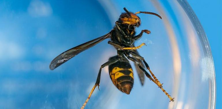 Pequeños proyectiles con insecticida para erradicar la avispa asiática