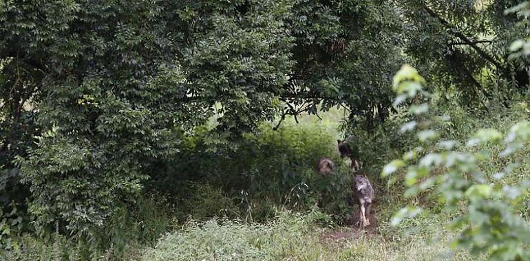 Barbón asegurá que defenderá "allí donde sea" el control poblacional del lobo