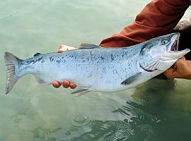 Comienza las repoblaciones de salmón en los ríos del Parque Natural de Ponga