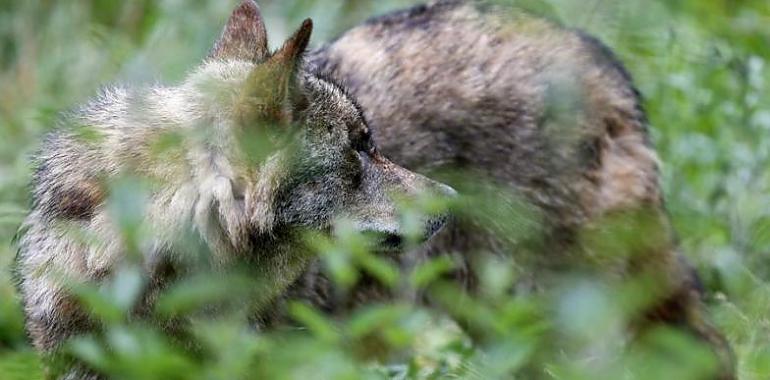 Los ganaderos pedirán la retirada "inmediata" de la norma que protege al lobo