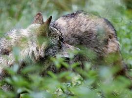 Los ganaderos pedirán la retirada "inmediata" de la norma que protege al lobo