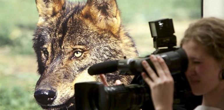 WWF: España incumple la normativa europea en la conservación del lobo