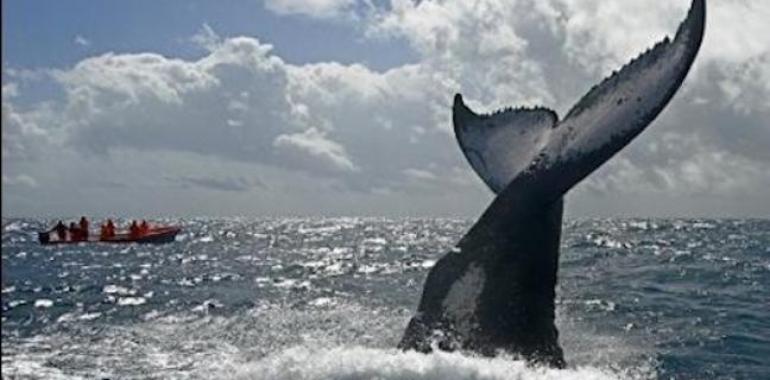 Avistamiento de cetaceos en Madagascar