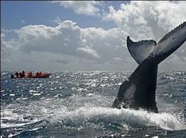 Avistamiento de cetaceos en Madagascar