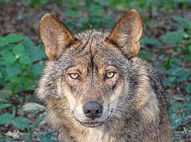 El ambientalismo considera que la inclusión del lobo ibérico en el listado de especies protegidas abre las puertas a su adecuada conservación 
