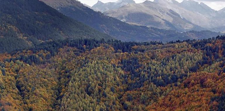 Riesgo inminente de pérdida de la mitad de los bosques en Europa