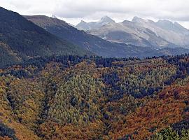 Riesgo inminente de pérdida de la mitad de los bosques en Europa