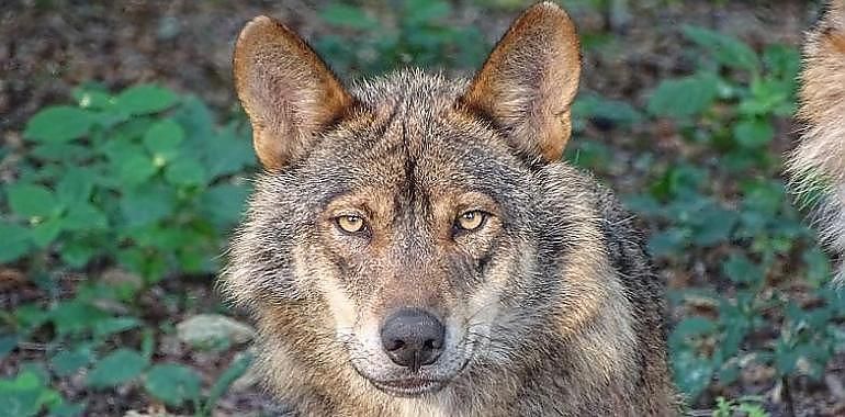 PSOE y PP se unen para defender el exterminio del lobo en España