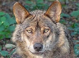 PSOE y PP se unen para defender el exterminio del lobo en España
