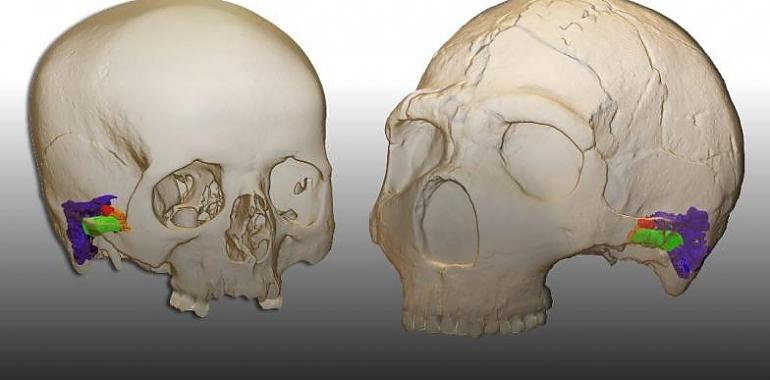 Humano Neandertal también sabía hablar